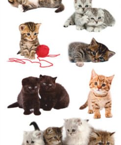 Alternative view of Avery AV-55971 Papieretiket Z-design Kids Pakje A 3 Vel Katten Foto