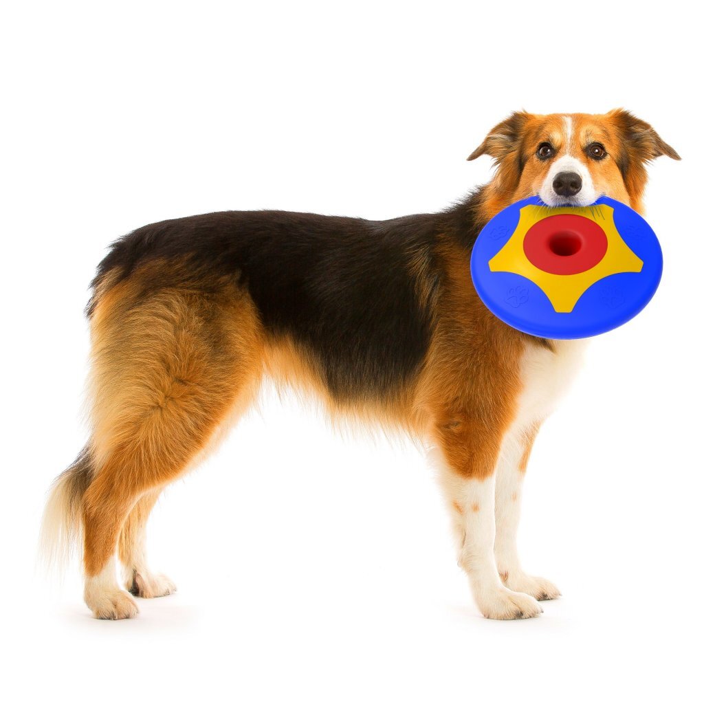 Bama Pet Trotto Disk Hondenspeelgoed 24.5x4.5 cm Blauw/Geel/Rood - Image 4