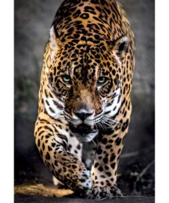 Alternative view of Clementoni High Quality Collection Puzzel Jaguar 1000 Stukjes + Poster
