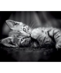 Alternative view of Clementoni High Quality Collection Puzzel Kitten 1000 Stukjes + Poster