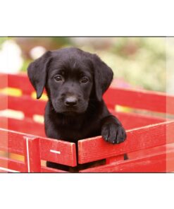 Kangaro Bureauonderlegger Zwarte Labrador Pup 38x58cm