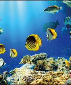 Kangaro K-0014D115 Bureauonderlegger PP 38x58cm Dessin Aquarium