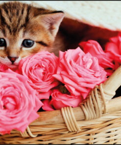 Kangaro K-0014D118 Buro-onderlegger PP 38x58cm Kitten