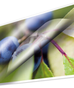 Kangaro K-16010 Lamineerhoes 80 Micron 100 Vel 303x426mm