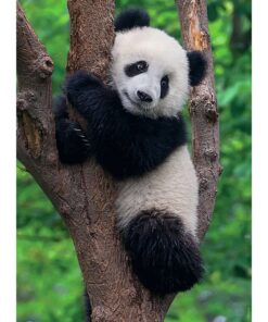 Alternative view of Ravensburger Puzzel Panda en Koala 2x500 Stukjes