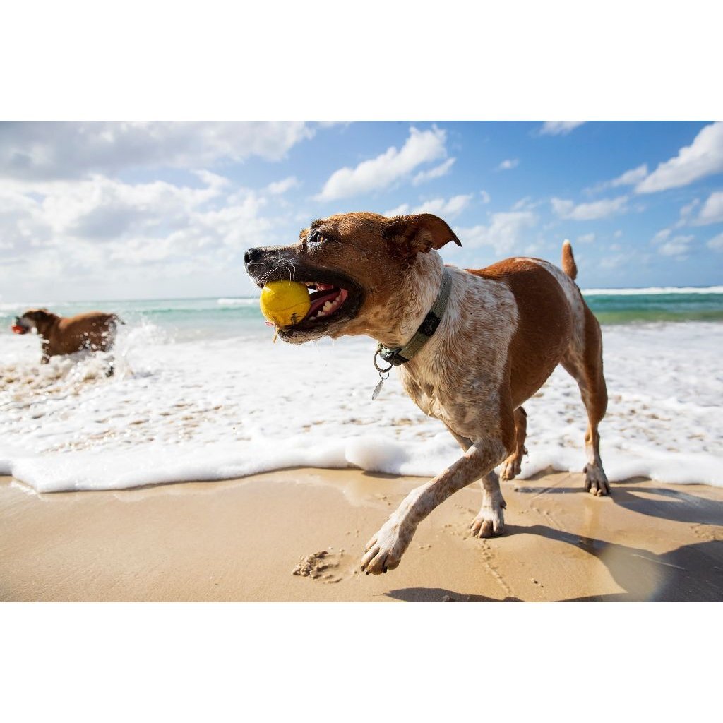 Waboba Pet Fetch Ball - Image 5