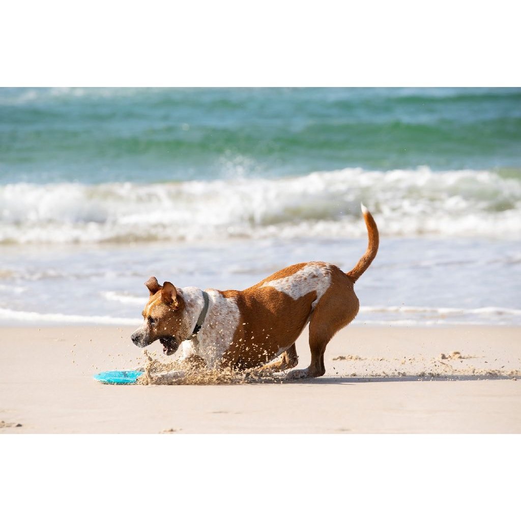 Waboba Woofpack - Image 4