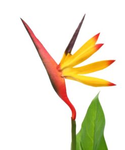 vidaXL Kunstplant paradijsvogelbloem 66 cm