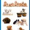 Avery AV-55972 Papieretiket Z-design Kids Pakje A 3 Vel Honden Foto